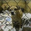 Humane Society Rescues Hundreds Of Dogs From Crowded Shelters In Puerto Rico